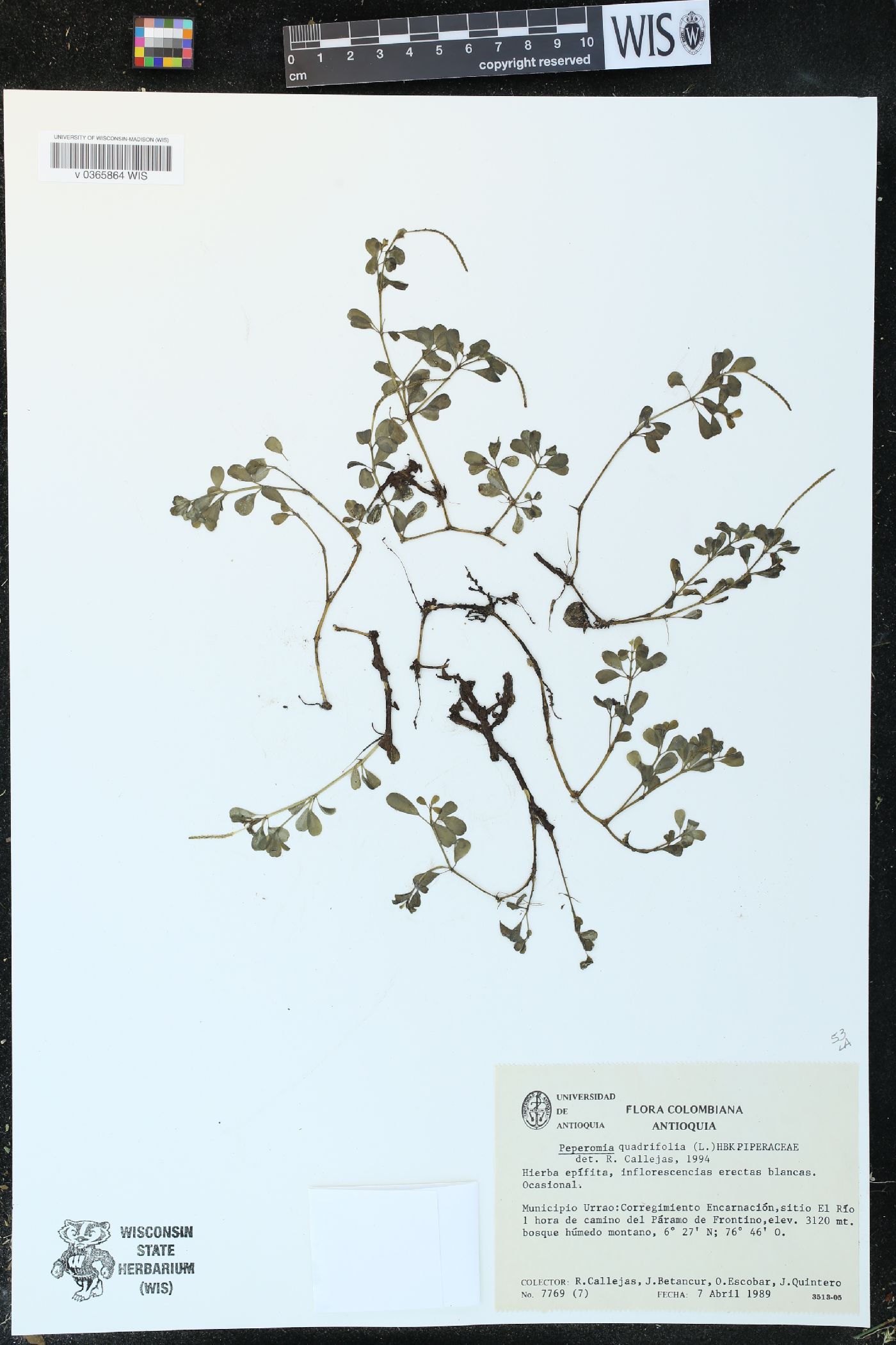 Peperomia quadrifolia image