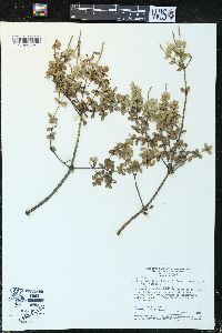 Peperomia tetraphylla var. tetraphylla image