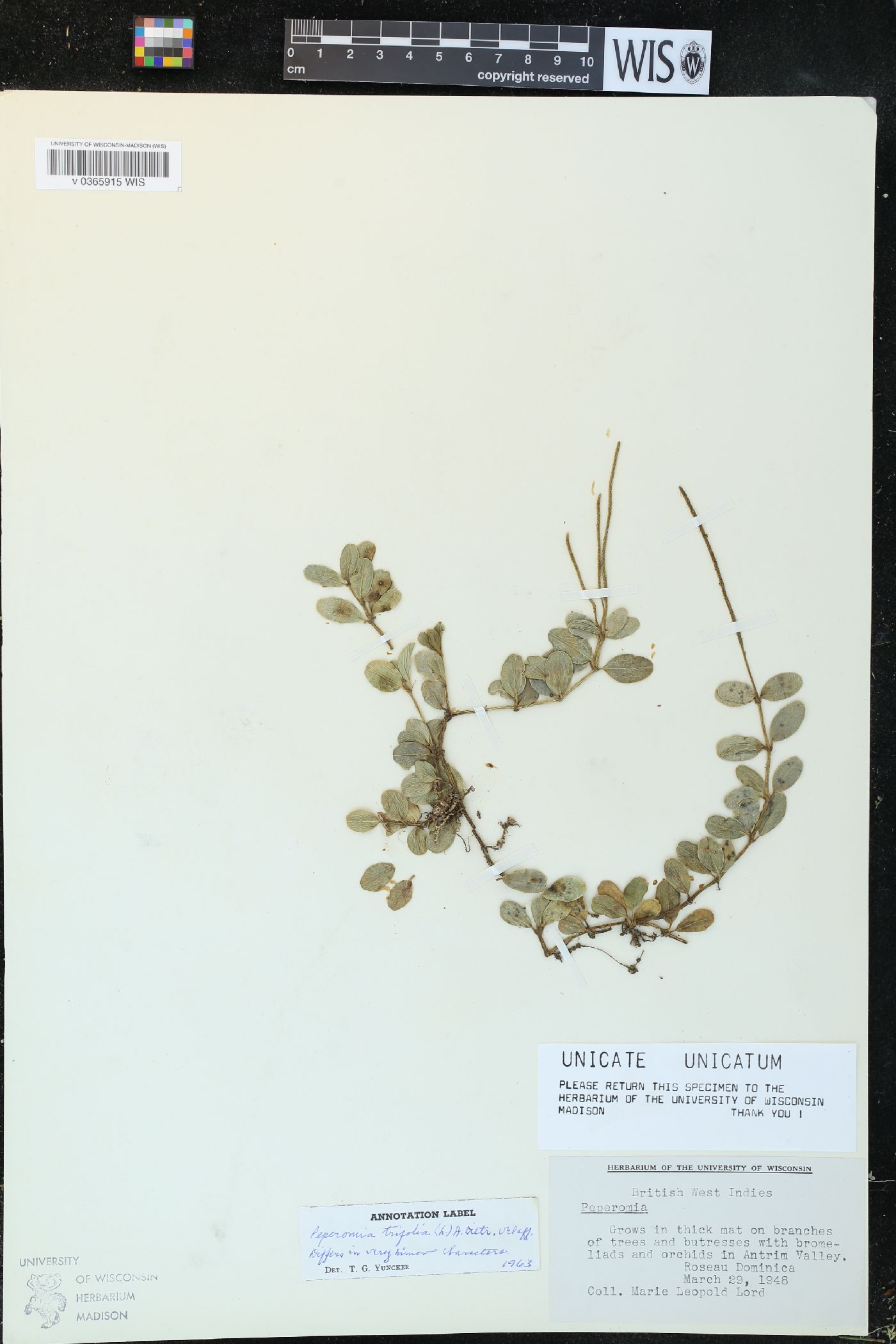 Peperomia trifolia image