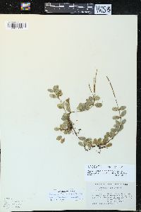 Peperomia trifolia image