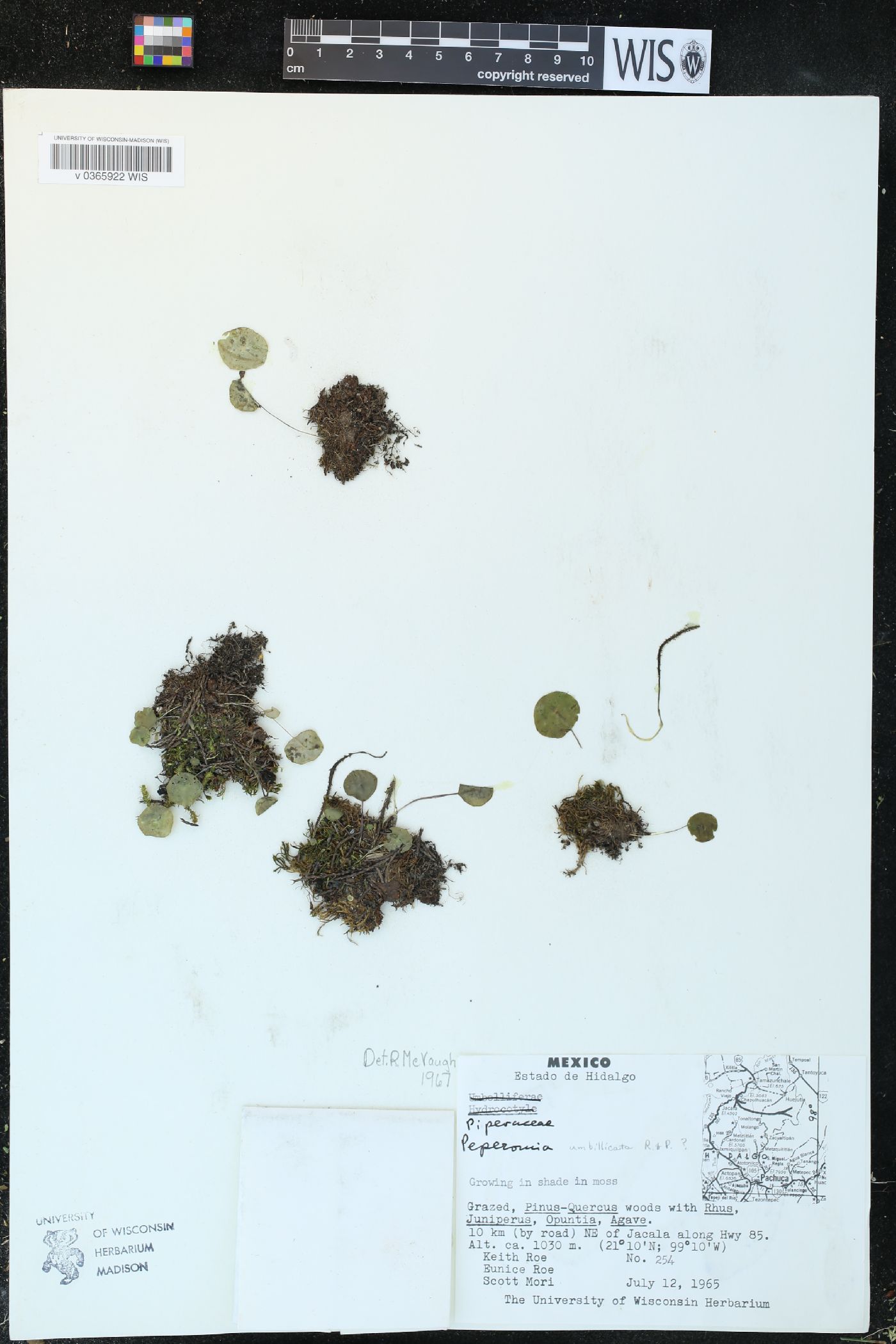 Peperomia umbilicata image