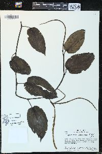 Peperomia vinasiana image