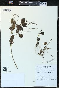 Peperomia dindygulensis image