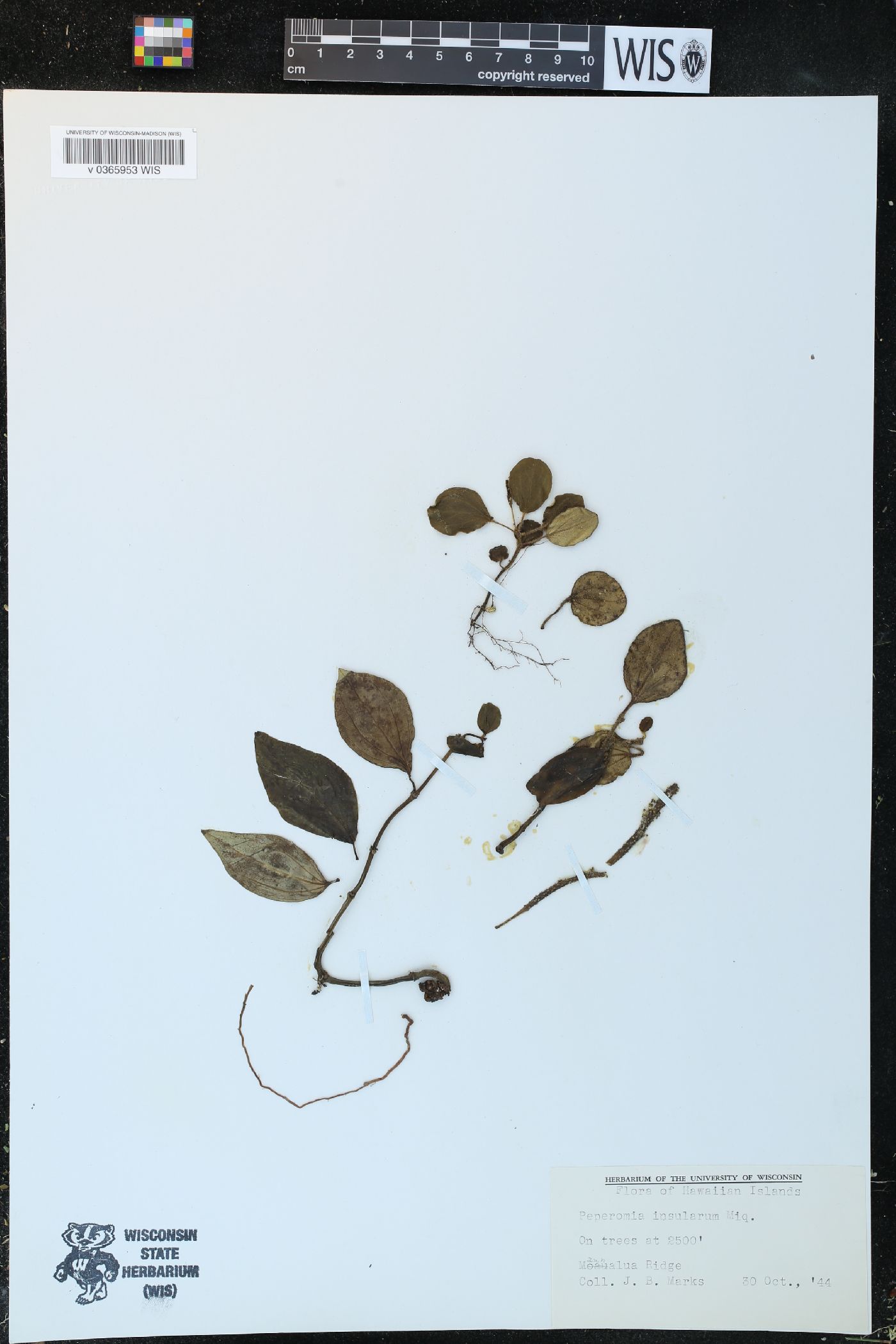 Peperomia insularum image