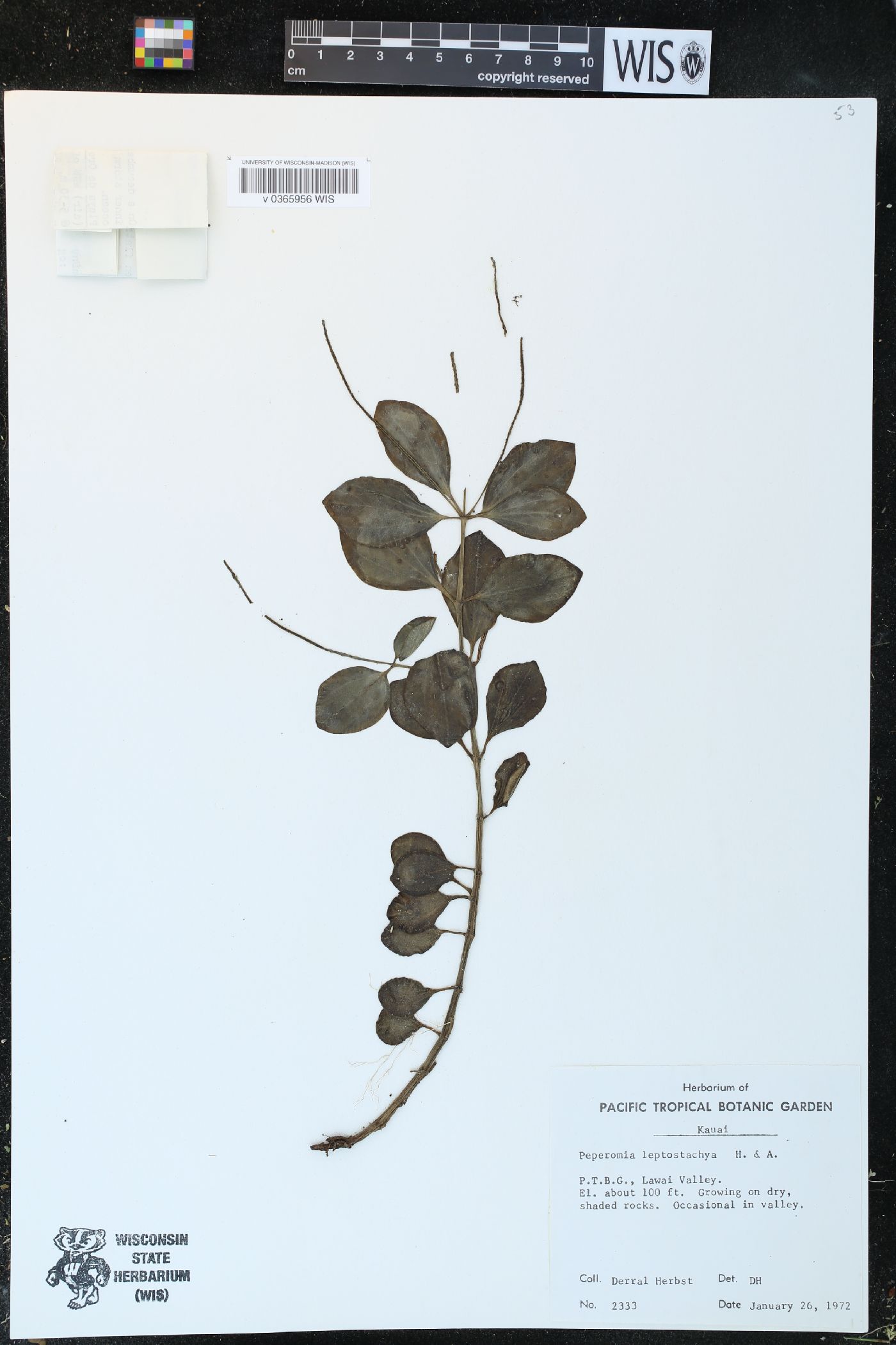 Peperomia leptostachya image
