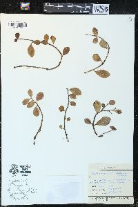 Peperomia urvilleana image