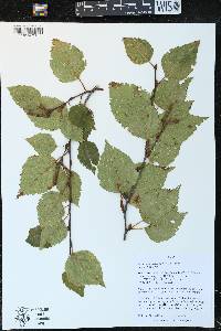 Betula papyrifera image