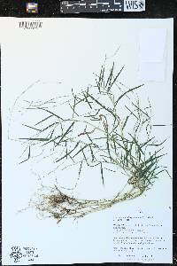 Muhlenbergia schreberi image