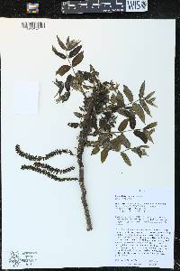 Juglans cinerea image