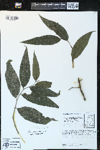 Piper trigonum image