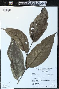 Piper arboreum image