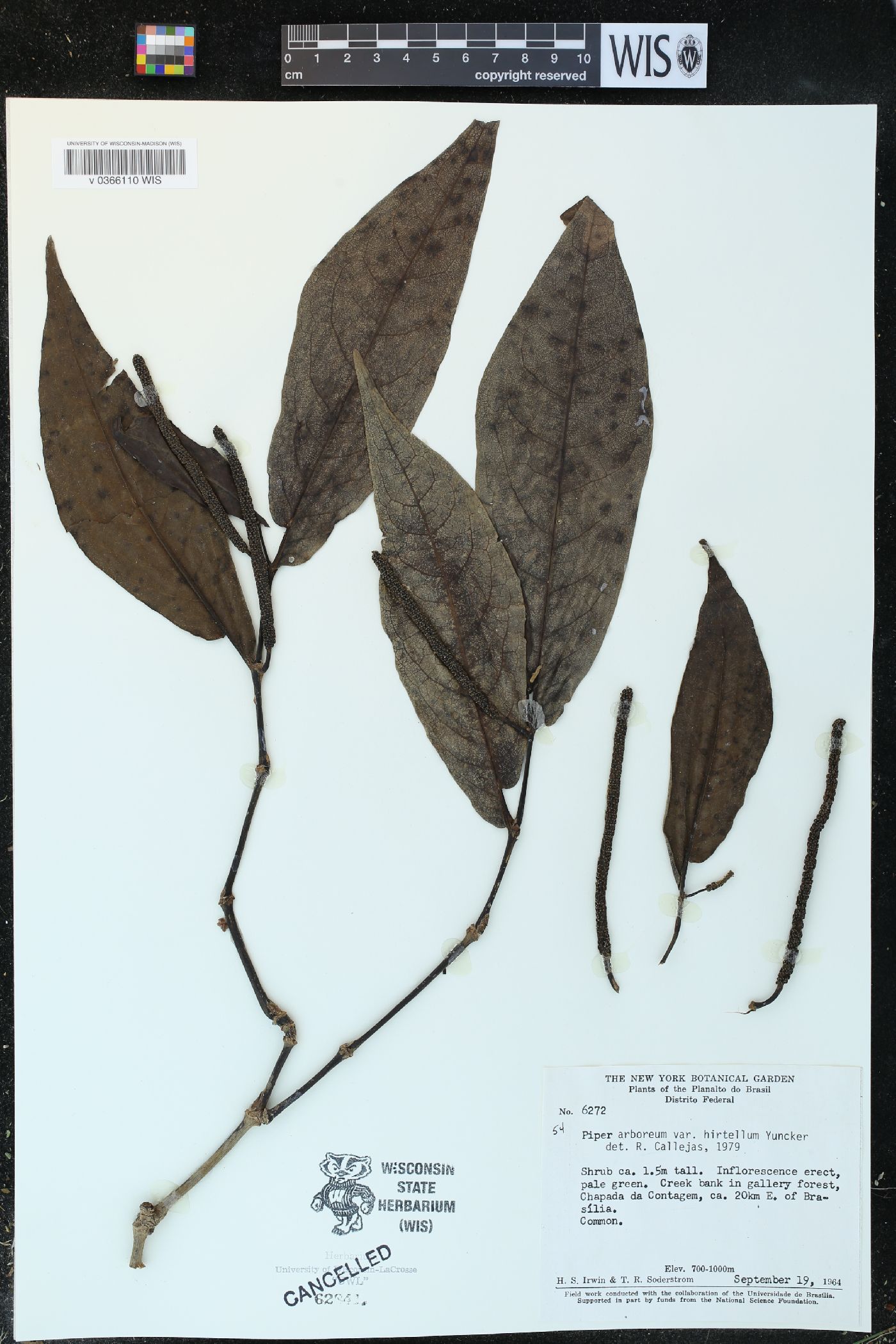 Piper arboreum var. hirtellum image