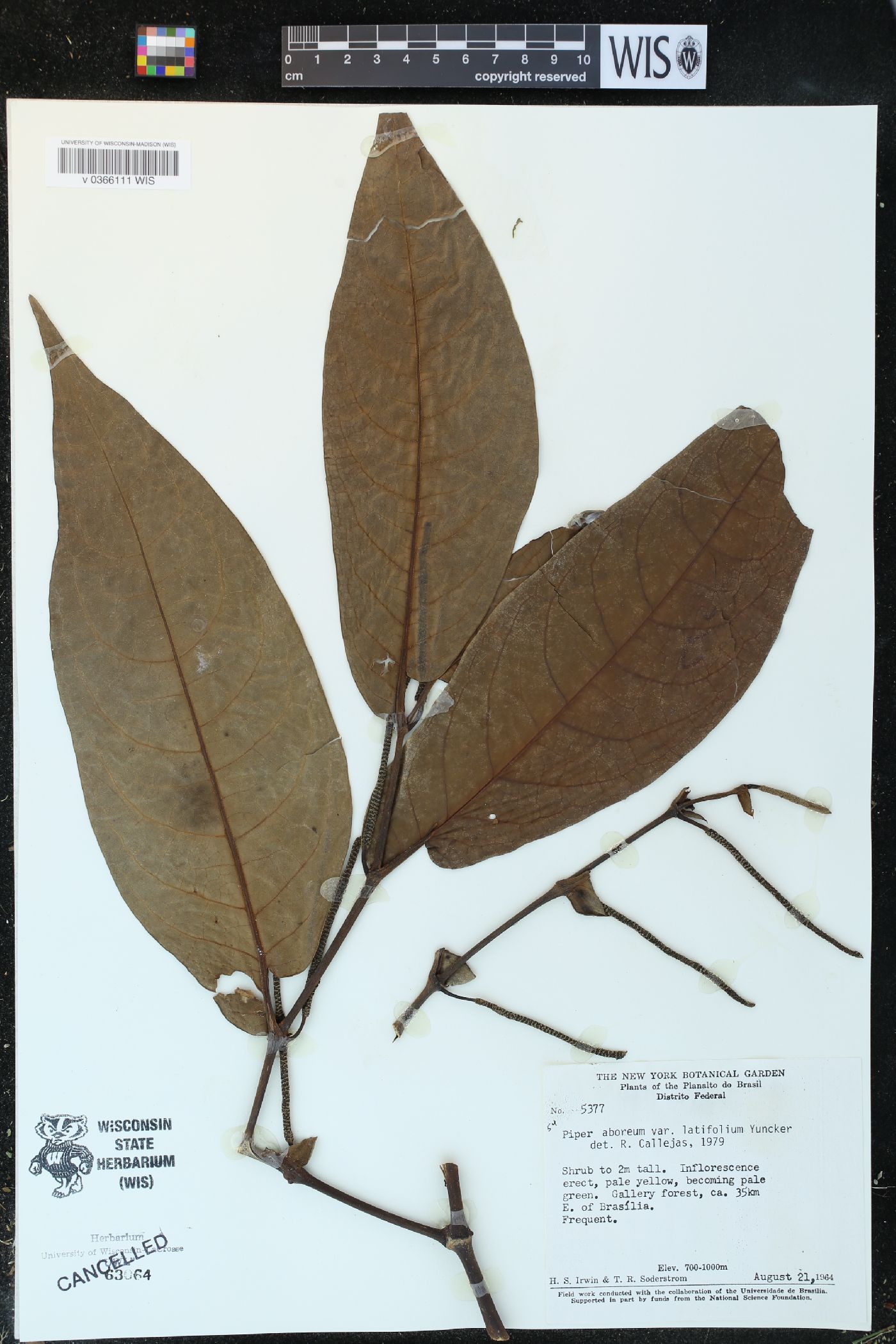 Piper arboreum var. latifolium image