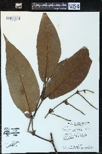 Piper arboreum image