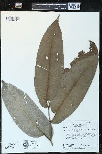 Piper arboreum var. latifolium image