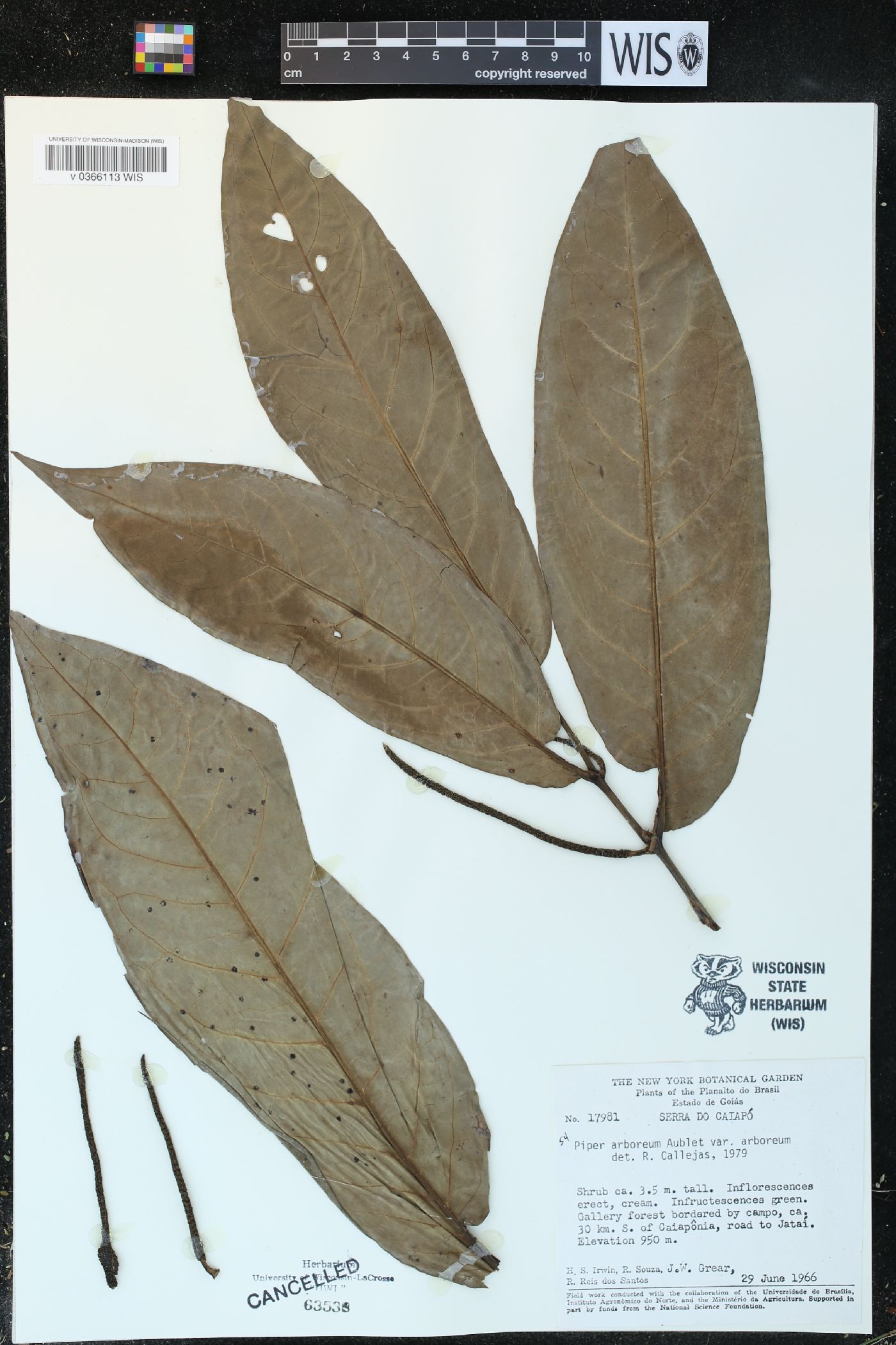 Piper arboreum var. arboreum image