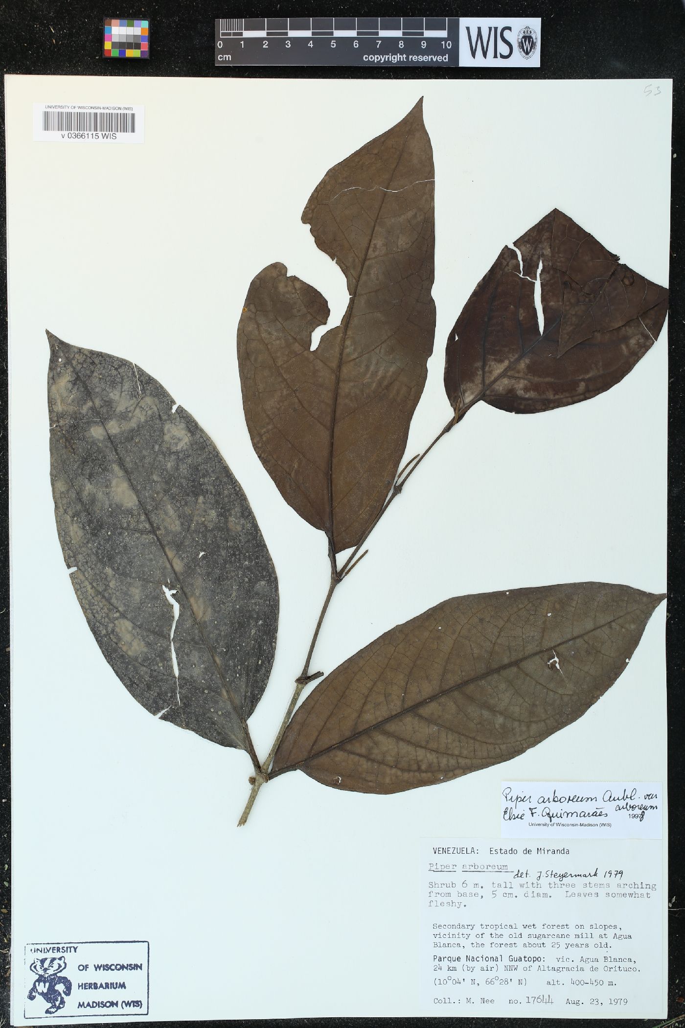 Piper arboreum var. arboreum image