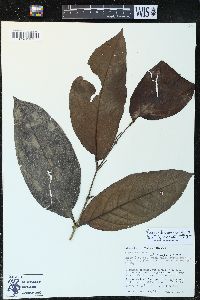 Piper arboreum image