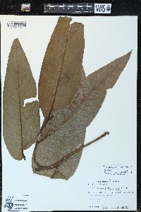 Piper arboreum image