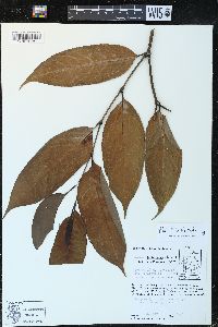 Piper arboreum image