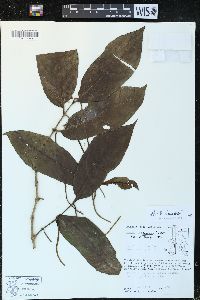 Piper arboreum image