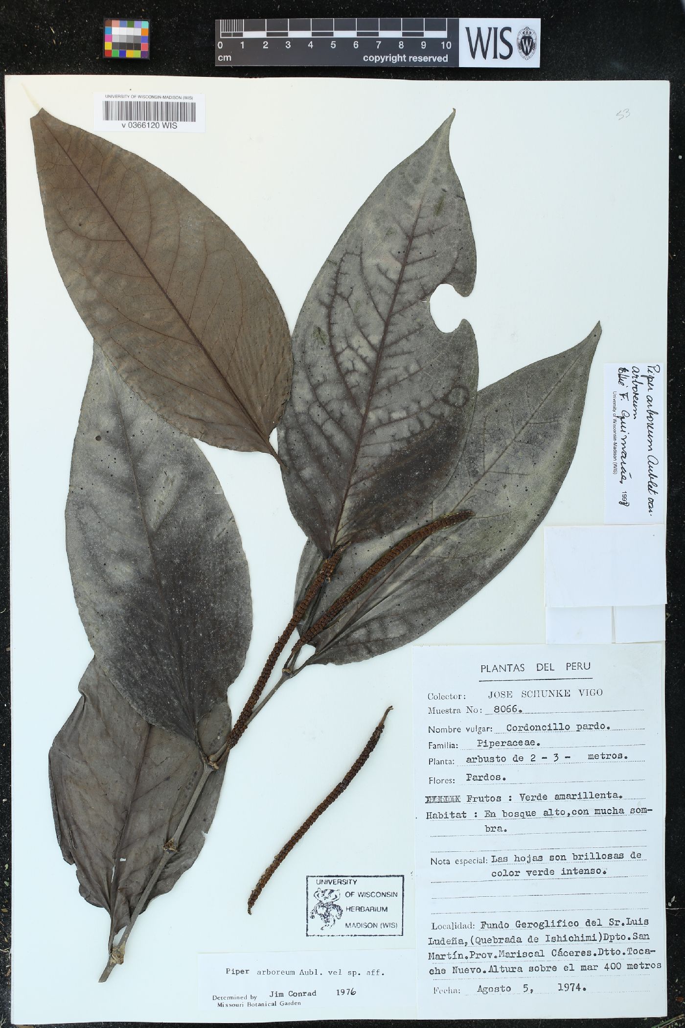 Piper arboreum var. arboreum image