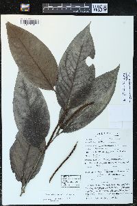 Piper arboreum image