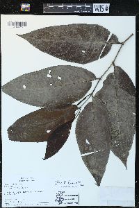 Piper arboreum image