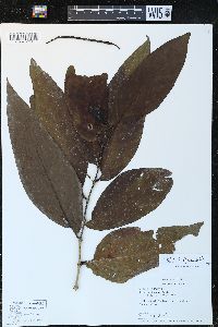 Piper arboreum image