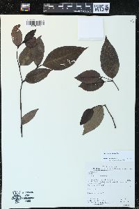 Image of Piper anonifolium