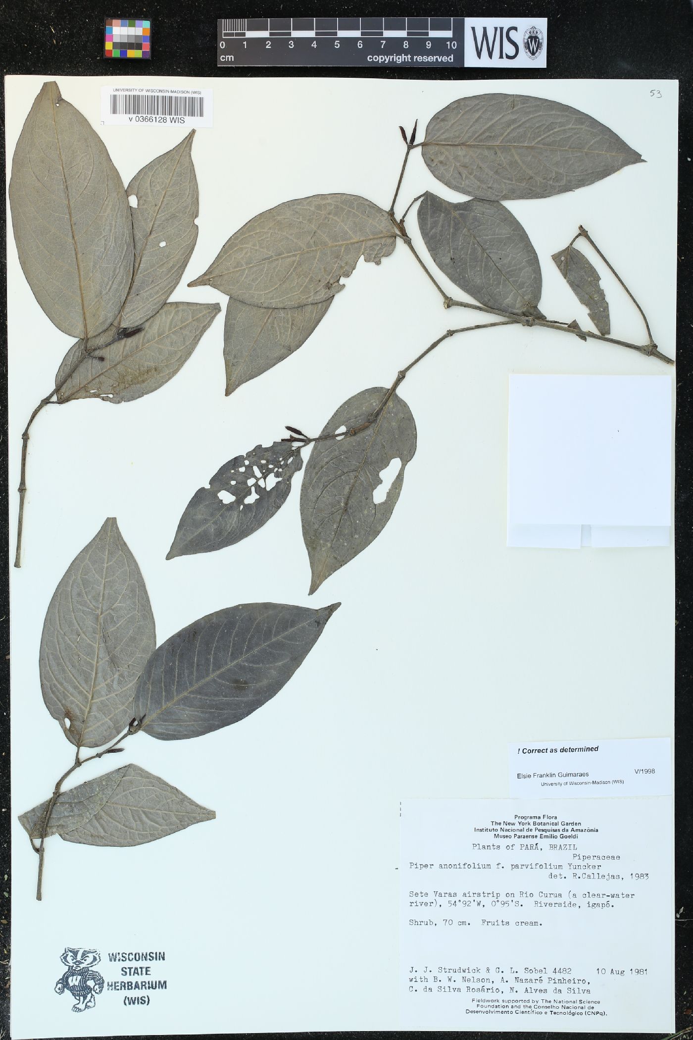 Piper anonifolium image