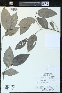 Piper anonifolium f. parvifolium image