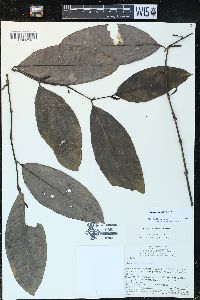 Piper anonifolium image