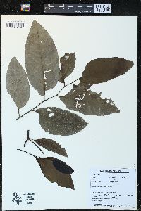 Piper arboreum image