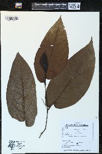 Piper arboreum image