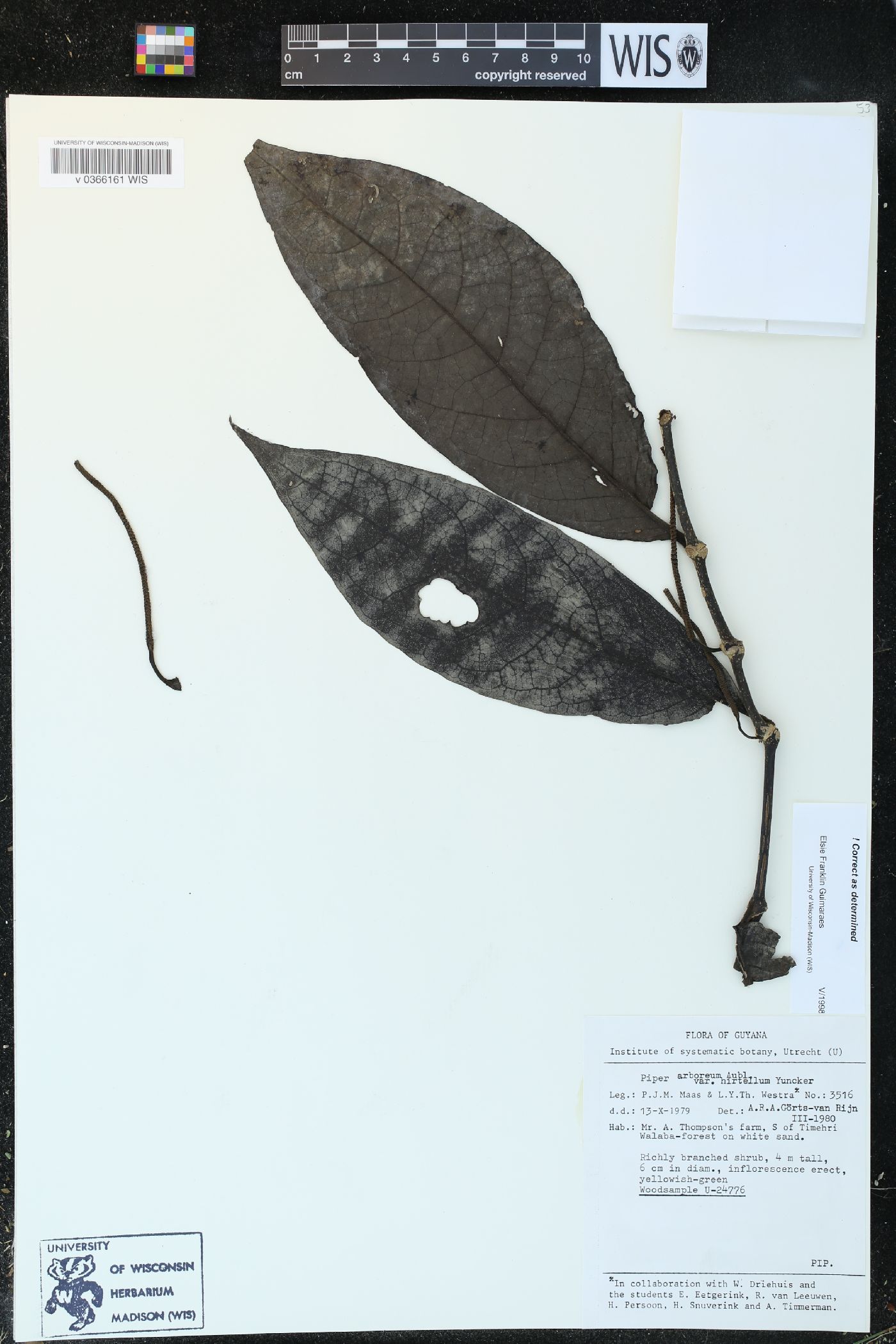 Piper arboreum var. hirtellum image