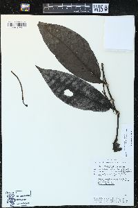 Piper arboreum var. hirtellum image