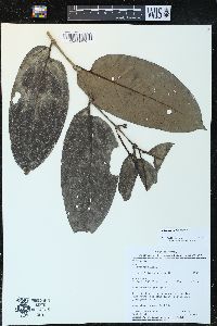 Piper arboreum image