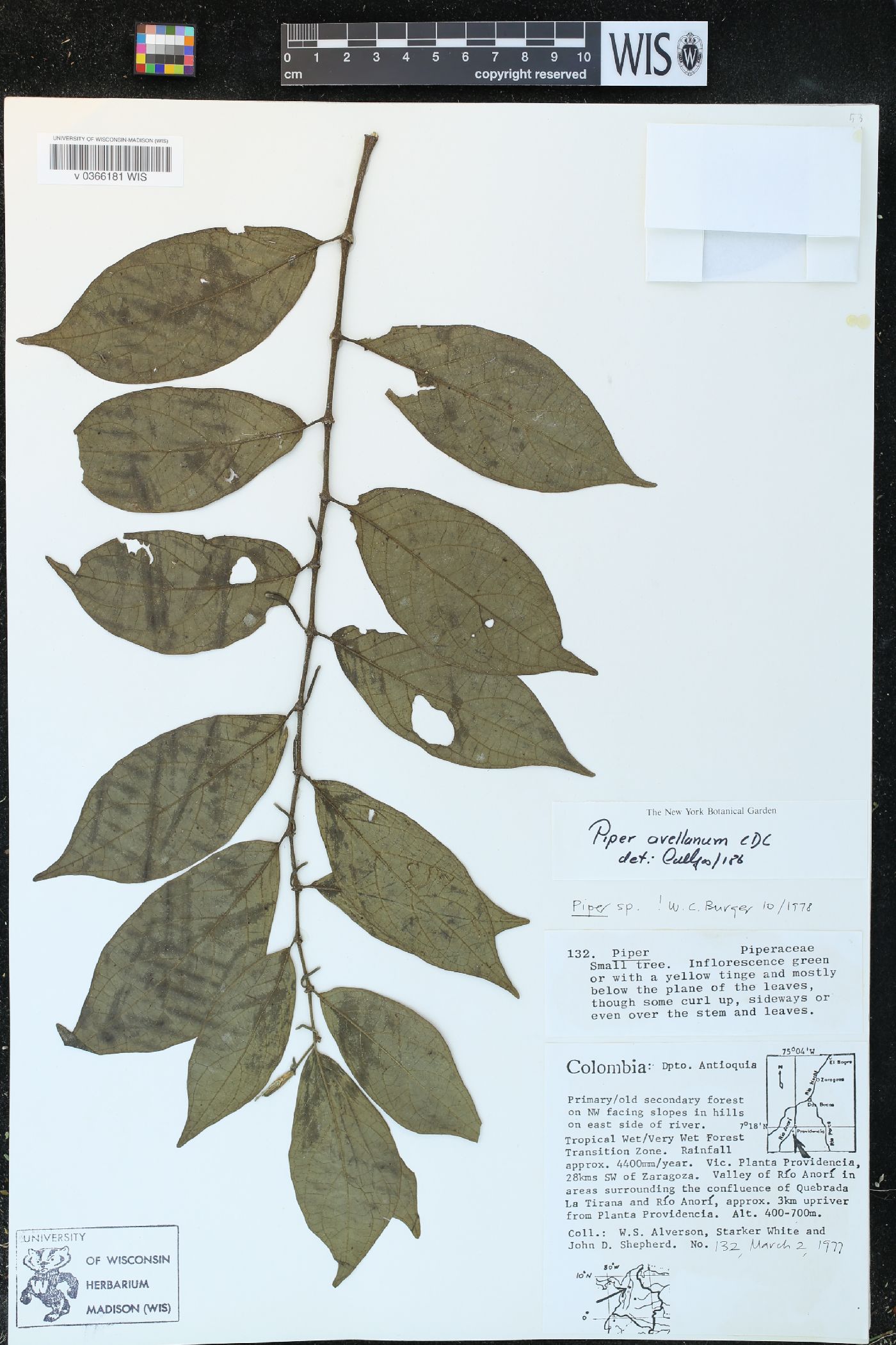 Piper avellanum image