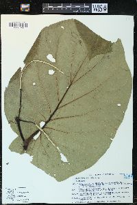 Piper auritum image