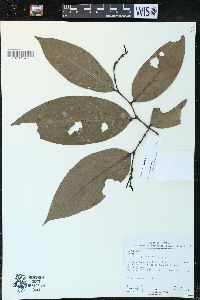 Piper bartlingianum image