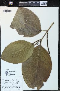 Piper sublineatum image