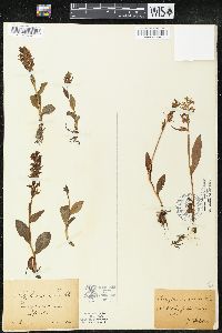 Coeloglossum viride image