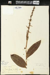 Coeloglossum viride image