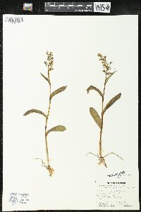 Dactylorhiza viridis image