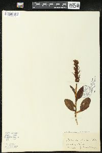 Coeloglossum viride image