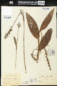 Coeloglossum viride image