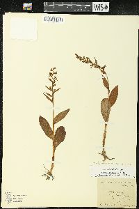 Coeloglossum viride image