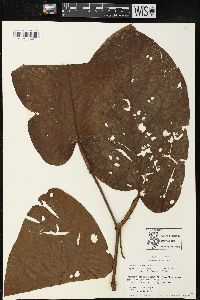 Piper obtusifolium image