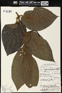 Piper obtusilimbum image